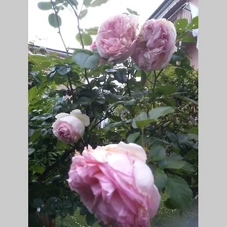 La Rosa 아파트